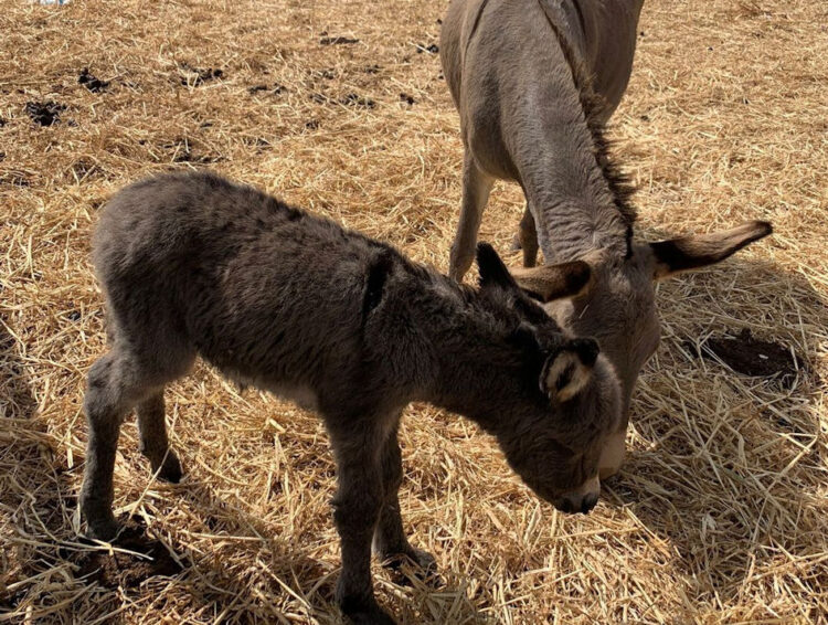 Fiocco rosa alla FAM di Ragusa: è nata Fiera, una bellissima asinella razza Asino Sardo