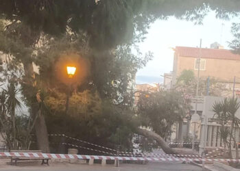 Tragedia sfiorata a Scoglitti, albero crolla in strada