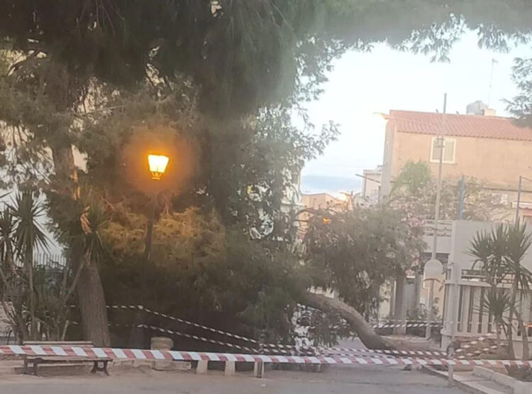 Tragedia sfiorata a Scoglitti, albero crolla in strada