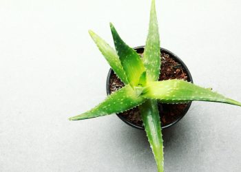 Tumori, glioblastoma: aloe contro resistenza alla chemioterapia