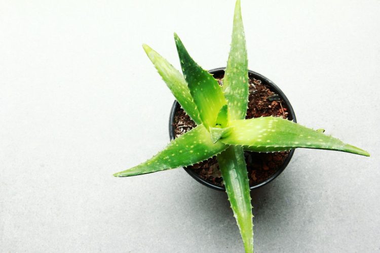 Tumori, glioblastoma: aloe contro resistenza alla chemioterapia