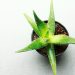 Tumori, glioblastoma: aloe contro resistenza alla chemioterapia