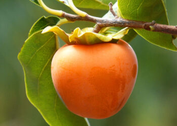 Mangiare cachi fa ingrassare? Scopri la verità