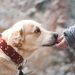 La corretta gestione del cane: corso di formazione a Ragusa