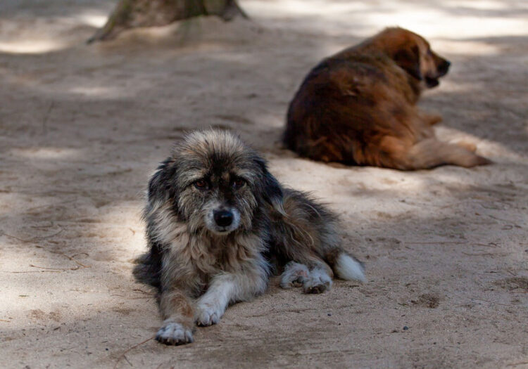Ragusa, appello della Lav contro abbandoni e maltrattamenti di animali