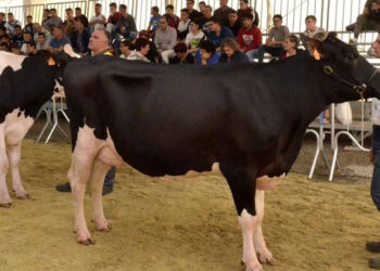 FAM Ragusa 2023: torna al Foro Boario