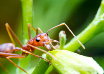 La formica di fuoco è sbarcata in Sicilia, 88 nidi vicino Siracusa: è allarme invasione