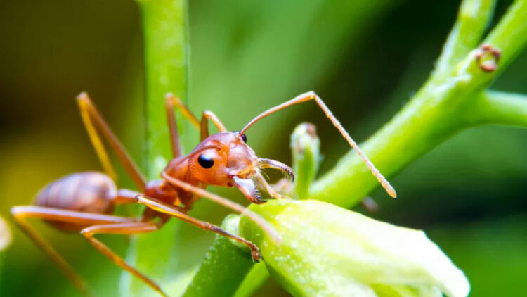 La formica di fuoco è sbarcata in Sicilia, 88 nidi vicino Siracusa: è allarme invasione