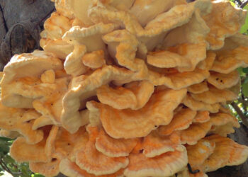 Fungo di carrubo, come cucinarlo: ricette