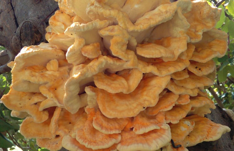 Fungo di carrubo, come cucinarlo: ricette