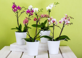 Come curare l'orchidea in casa? Cosa si deve fare