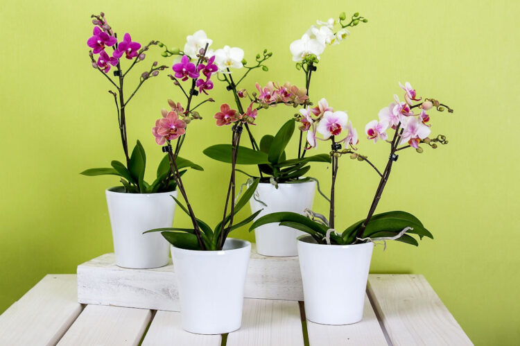 Come curare l'orchidea in casa? Cosa si deve fare
