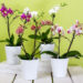 Come curare l'orchidea in casa? Cosa si deve fare