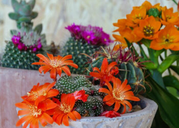 Come avere piante grasse sempre belle