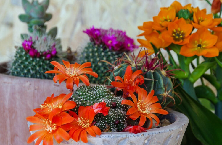 Come avere piante grasse sempre belle