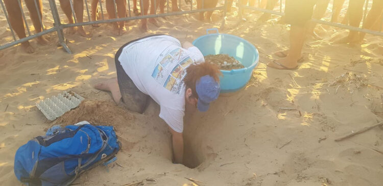 Tartarughe Caretta Caretta, 2023 anno record nidificazioni: 29 nidi nel mare di Ragusa