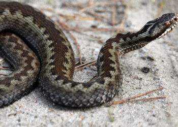 Morso da un vipera, 58enne salvato dal 118