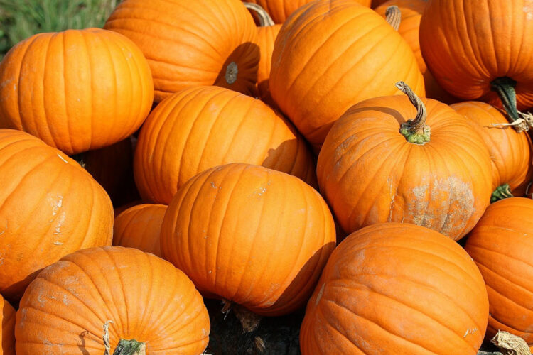 Zucca, ricette d'autunno