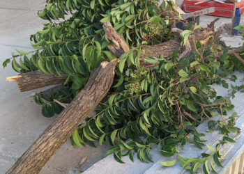 Chiaramonte Gulfi: allarme per strage di alberi