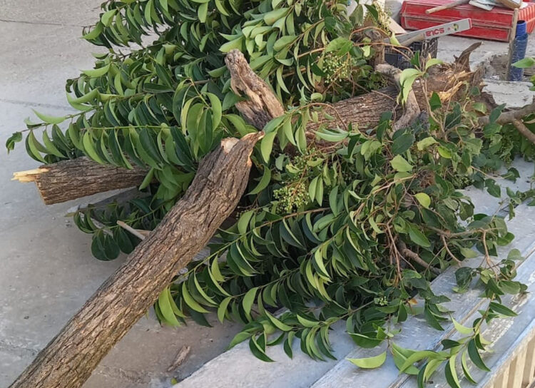 Chiaramonte Gulfi: allarme per strage di alberi