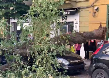 Albero cade su auto a Palermo