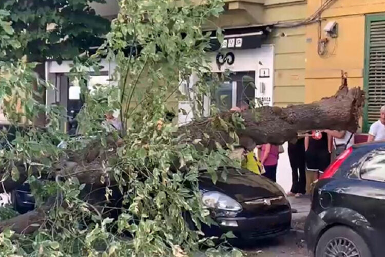 Albero cade su auto a Palermo