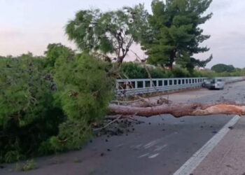 Albero crolla in autostrada: morto automobilista