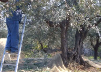 Scicli, cade dall'albero mentre raccoglie le olive: elisoccorso