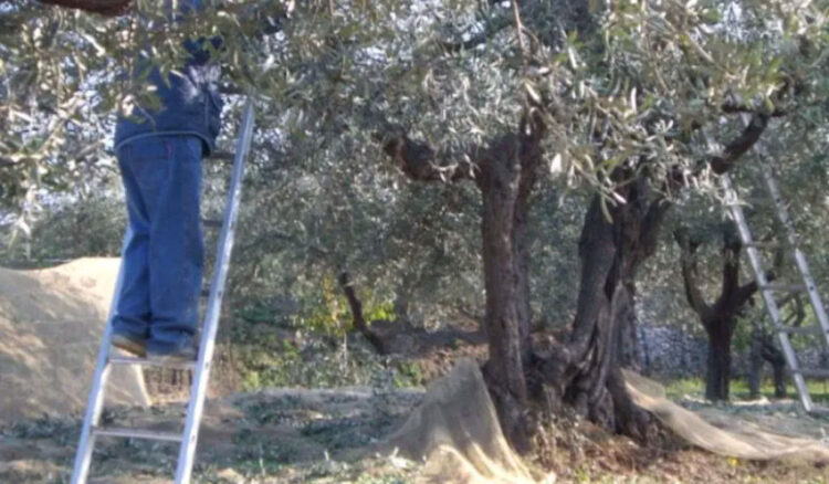Scicli, cade dall'albero mentre raccoglie le olive: elisoccorso