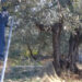 Scicli, cade dall'albero mentre raccoglie le olive: elisoccorso