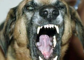 Modica, azzannata alle gambe da un cane randagio