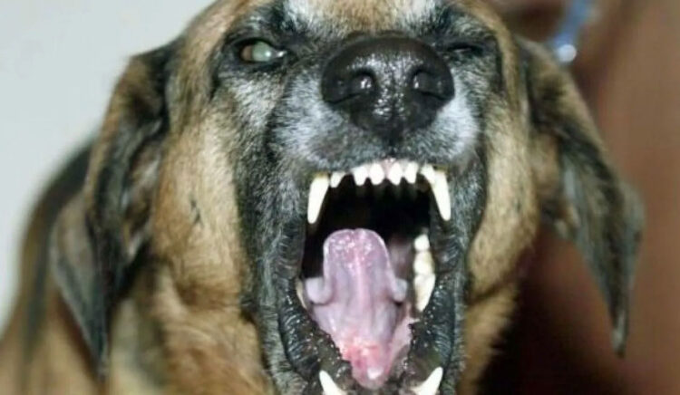 Modica, azzannata alle gambe da un cane randagio