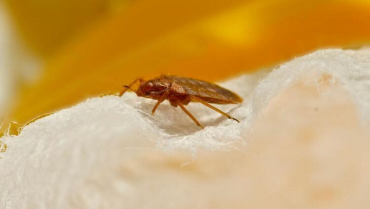 Cimici dei letti, come evitare di portarle a casa da un viaggio: rimedi per eliminarli