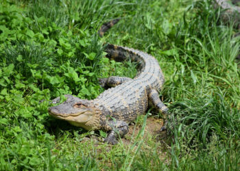 Coccodrillo nelle campagne siciliane: incredibile avvistamento a San Giovanni Gemini