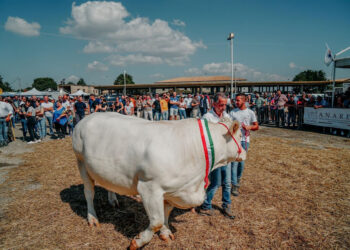 La FAM Ragusa 2023 chiude in bellezza con un record di visitatori