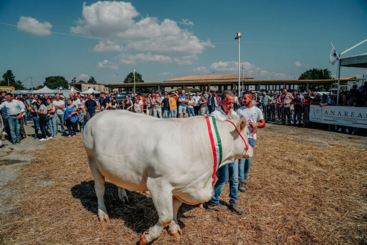 La FAM Ragusa 2023 chiude in bellezza con un record di visitatori