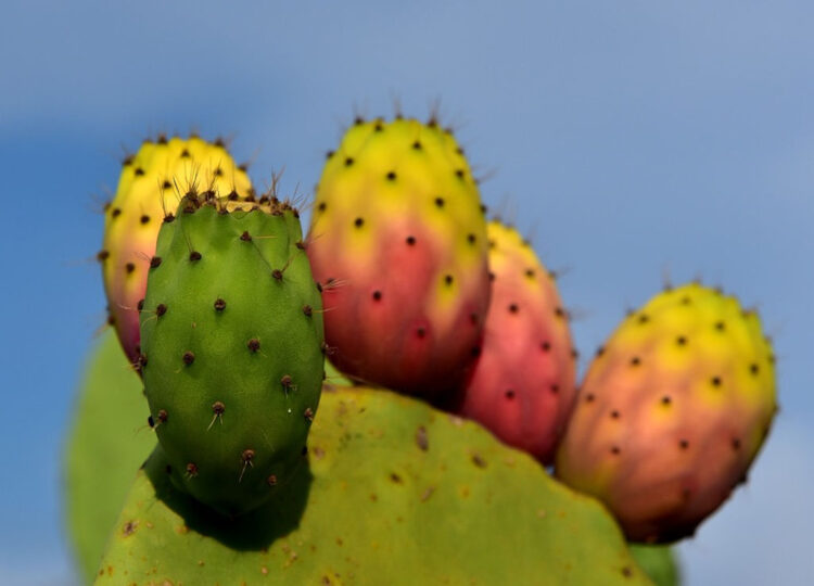 Fico d'India: proprietà e benefici che pochi conoscono