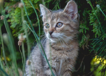 Ragusa adolescente sevizia un gattino interviene la Lav