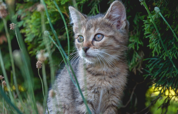 Ragusa adolescente sevizia un gattino interviene la Lav