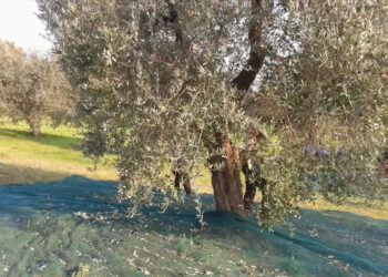 Scicli, cade da albero mentre raccoglie le olive e muore