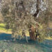Scicli, cade da albero mentre raccoglie le olive e muore