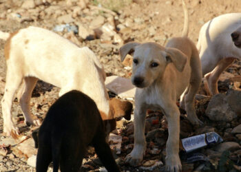 Randagismo: Sud Chiama Nord Ragusa esprime dissenso sul DDL