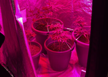 Spaccio e coltivazione di marijuana: arrestato 15enne di Ragusa