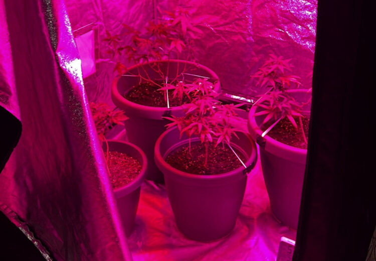 Spaccio e coltivazione di marijuana: arrestato 15enne di Ragusa