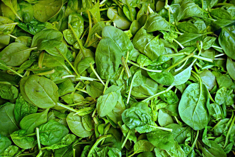 Mangiare spinaci fa bene alla salute: ecco perchè