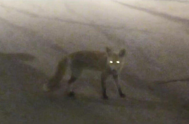 Una volpe è stata fotografata e filmata, ieri sera, in via Duomo, ad Agrigento, nei pressi della cattedrale di San Gerlando.