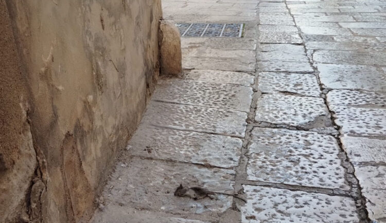 Ragusa Ibla, ancora spazzatura in piazza della Repubblica e anche topi