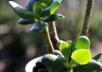 Albero di Giada o Crassula Ovata: la pianta dei soldi in casa o in giardino