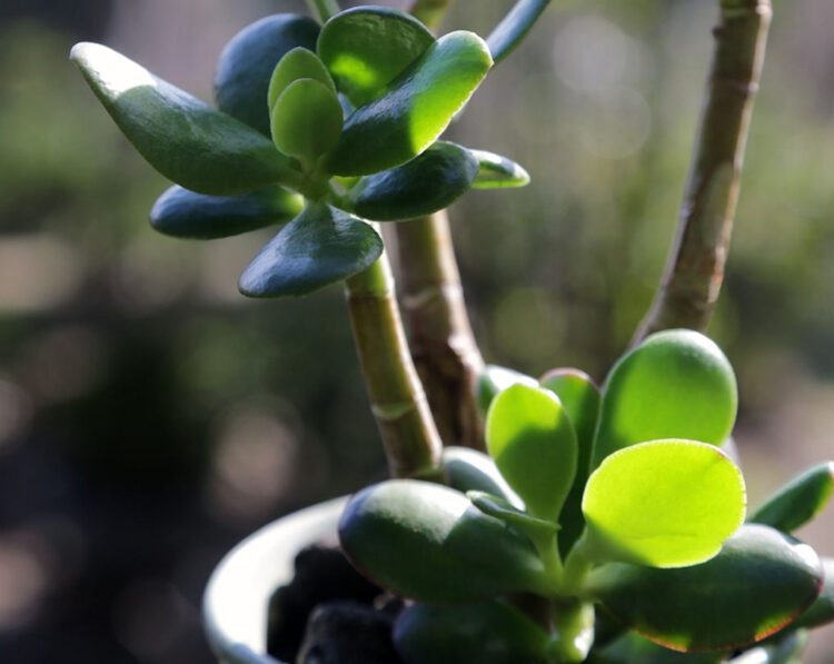 Albero di Giada o Crassula Ovata: la pianta dei soldi in casa o in giardino