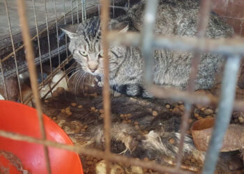 Animali in pessime condizioni igienico-sanitarie a Santa Croce Camerina, scatta denuncia